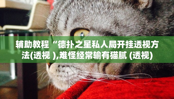 辅助教程“德扑之星私人局开挂透视方法(透视 ),难怪经常输有猫腻 (透视)
